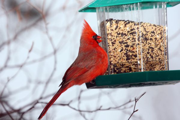 Bird Feeder Hanging in Mechanicsville